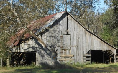 Automotive Archaeology: The Barn Find – Monterey